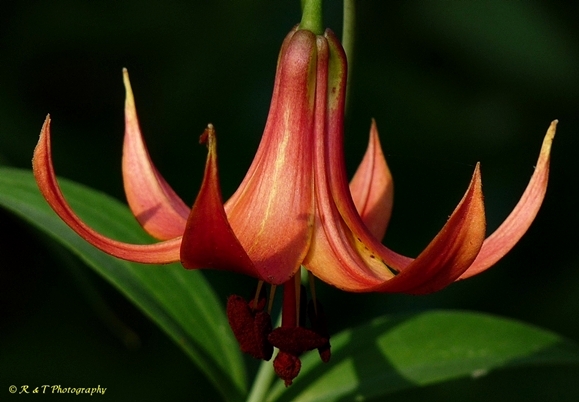 {Lilium canadense}